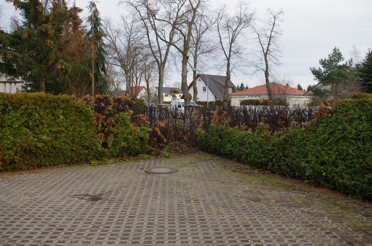 Sachverständiger begutachtet eine durch Feuer beschädigte Thujahecke